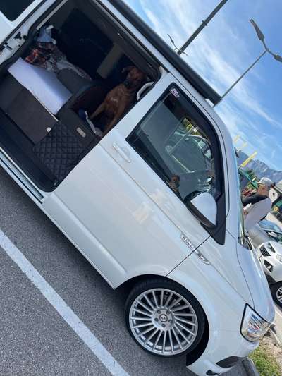 Challenge 41 - Mein Hund im Urlaub-Beitrag-Bild