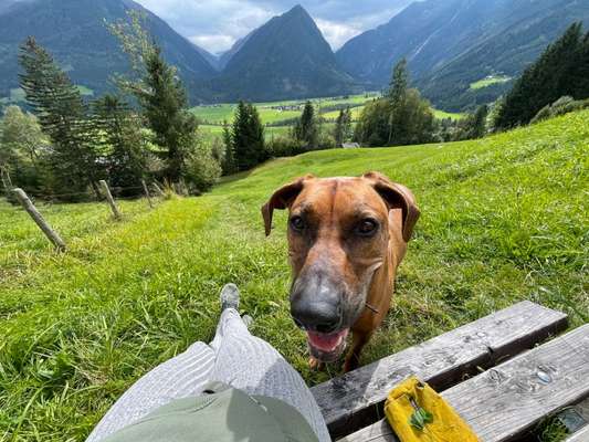 Rhodesian Ridgeback-Beitrag-Bild