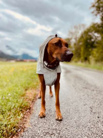 Die Dogorama Wochen Challenge: “Regenspaziergänge"-Beitrag-Bild