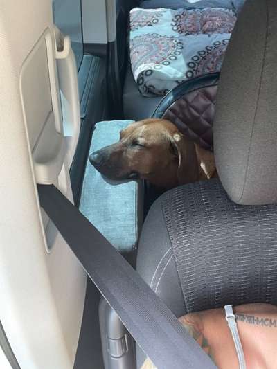 Die Dogorama Wochen Challenge-Beitrag-Bild