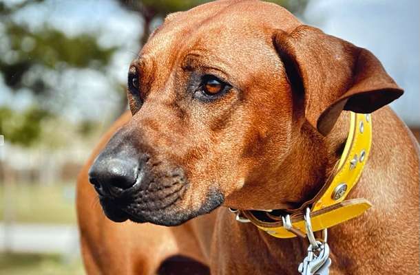 Rhodesian Ridgeback-Beitrag-Bild