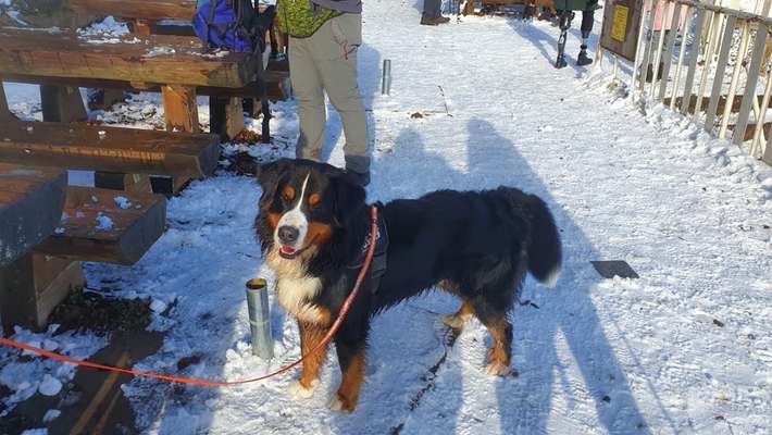 Schweizer Sennenhunde-Beitrag-Bild