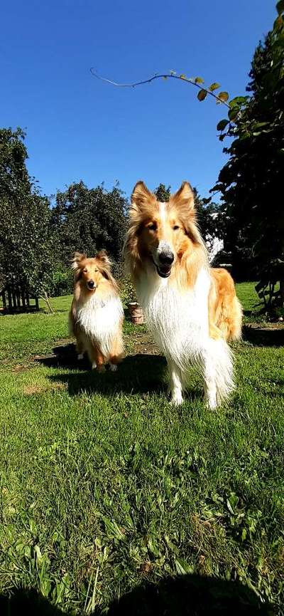 Collies gesucht-Beitrag-Bild