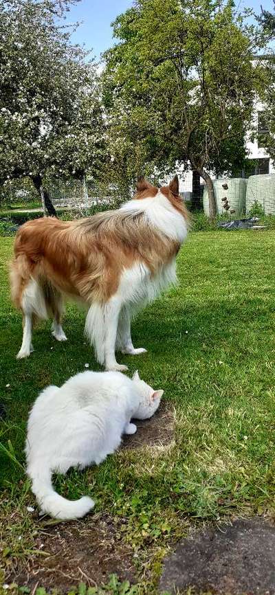 Collies gesucht-Beitrag-Bild