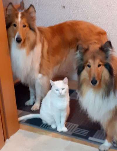 Collies gesucht-Beitrag-Bild