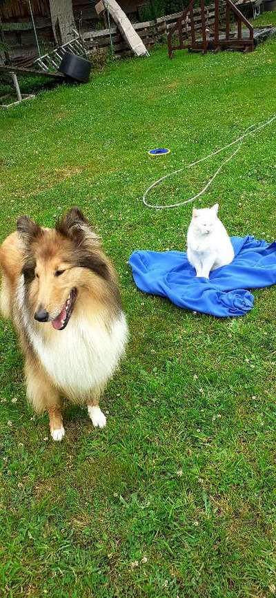 Collies gesucht-Beitrag-Bild