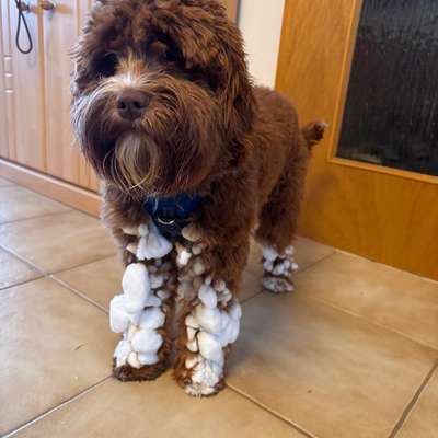 Schnee aus dem Fell bekommen-Beitrag-Bild