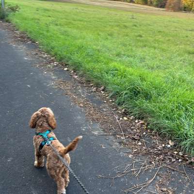 Hundetreffen-Spiel- und Gassihund gesucht-Bild