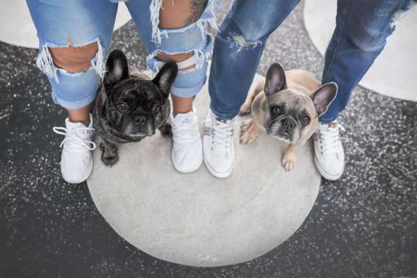 Französische Bulldoggen-Beitrag-Bild