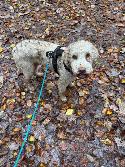 Lagotto Romagnolo Besitzer-Beitrag-Bild