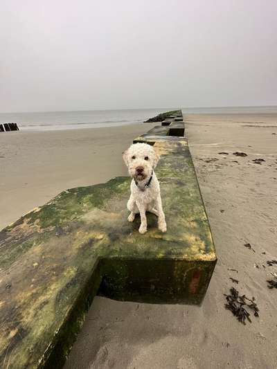 Lagotto Romagnolo Besitzer-Beitrag-Bild