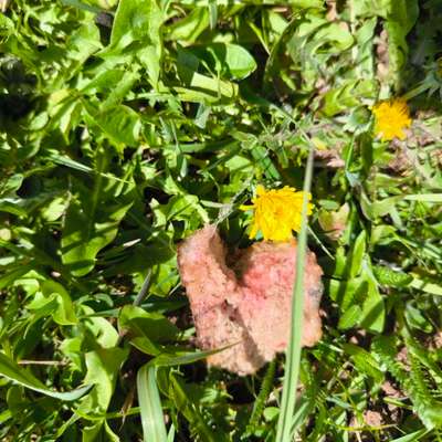 Giftköder-Giftköder-Bild