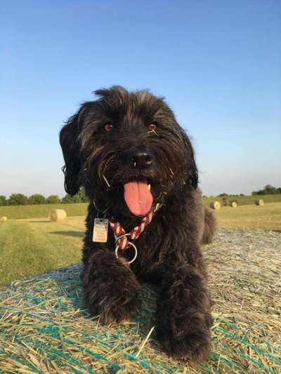 Dogorama Photo Challenge - Be my valentine-Beitrag-Bild