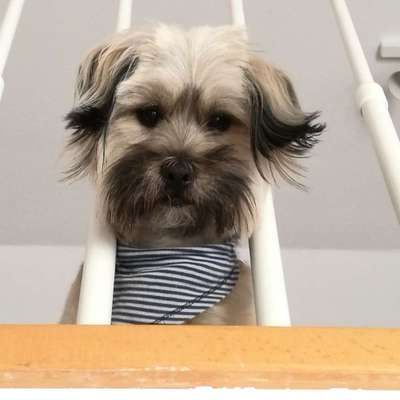 Dogorama Photo Challenge - Be my valentine-Beitrag-Bild