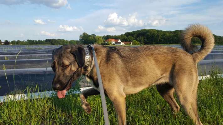 Kangal Fans ! ! ! !-Beitrag-Bild