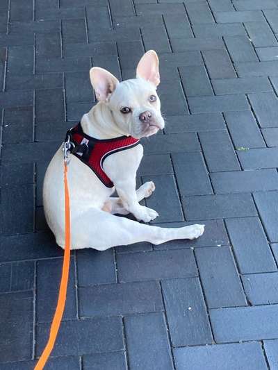 Dogorama Photo Challenge - an der Leine-Beitrag-Bild