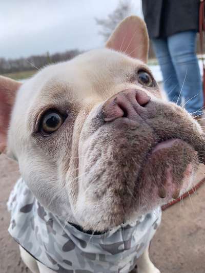 Zeigt mir die tollste Nahaufnahme von eurer Fellnase-Beitrag-Bild