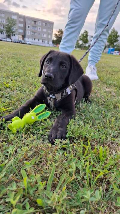 Hundetreffen-Welpe zum Spielen gesucht-Bild