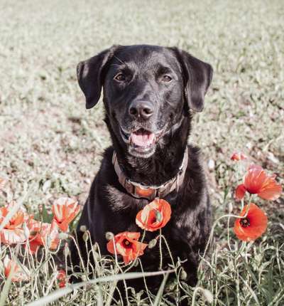 Fotochallange Nr. 57     PORTRÄT.   Beendet!!!!!!!!-Beitrag-Bild