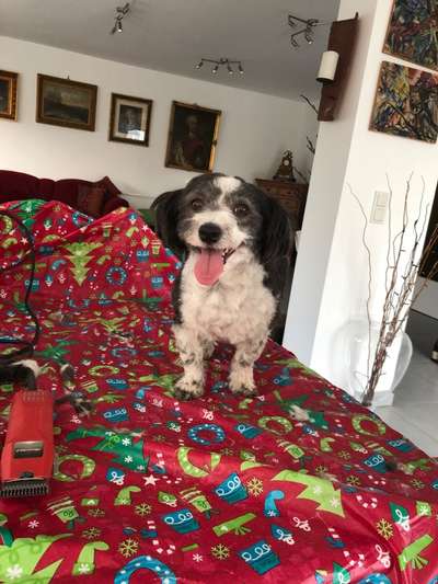 Havaneser dabei?:)-Beitrag-Bild