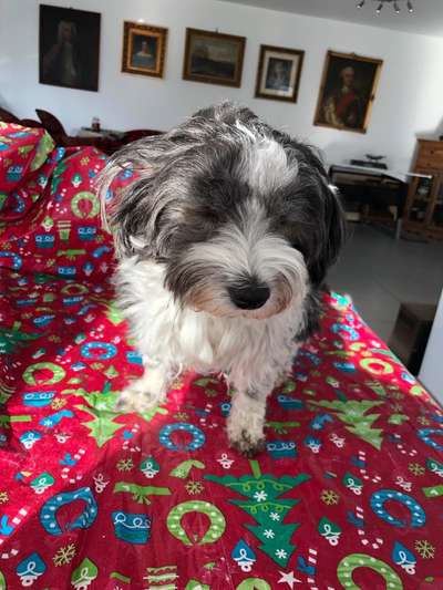 Havaneser dabei?:)-Beitrag-Bild