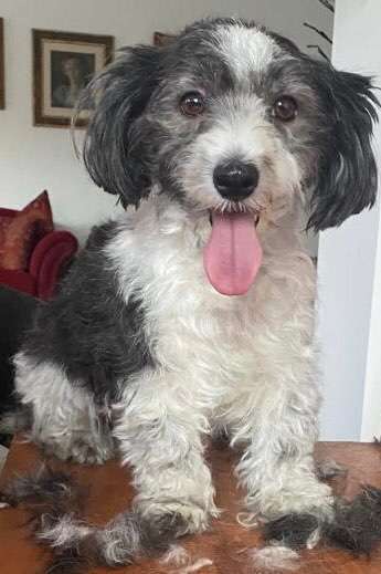 Wie heißt dein Hund?-Beitrag-Bild