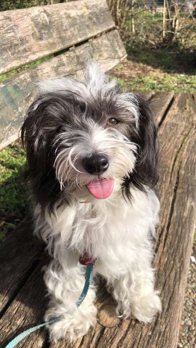 Havaneser-Beitrag-Bild