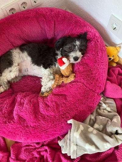 Der Lieblingsplüschi eures Vierbeiners-Beitrag-Bild