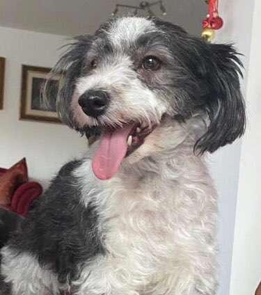 Havaneser dabei?:)-Beitrag-Bild