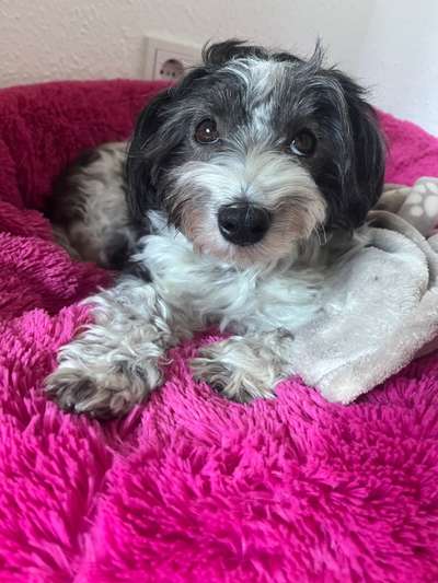 Havaneser dabei?:)-Beitrag-Bild