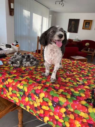 Havaneser dabei?:)-Beitrag-Bild