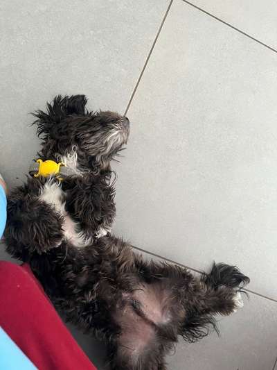 Havaneser-Beitrag-Bild