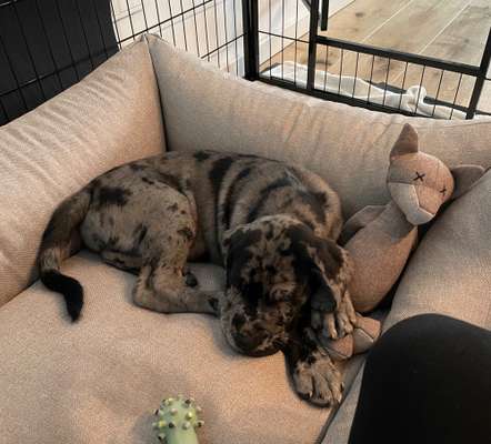 Welpen Bilder !-Beitrag-Bild