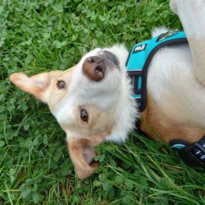 Hundetreffen-Hundeplatz Finanzamt