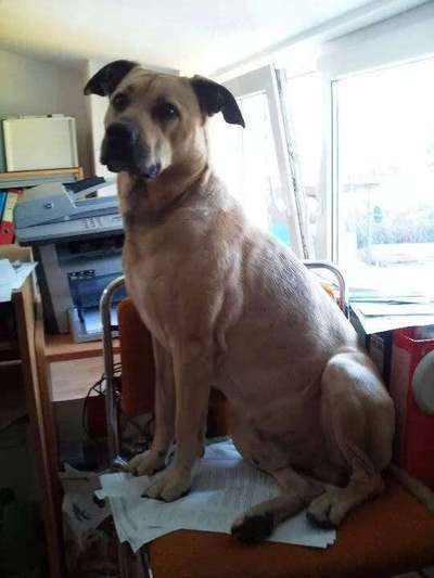 Zeichnungen eurer Hunde-Beitrag-Bild