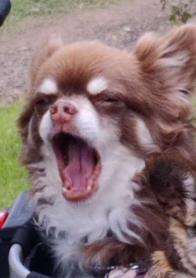 Die Dogorama-Wochen-Challenge "Die schönste Grimasse"-Beitrag-Bild