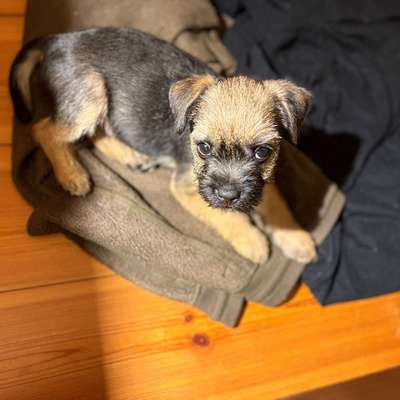 Hundetreffen-Welpen treffen-Bild
