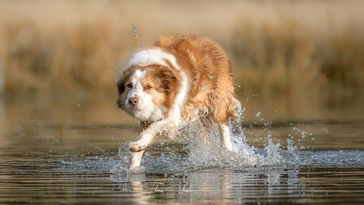 Hundetreffen-Hunde Fotoshooting-Bild