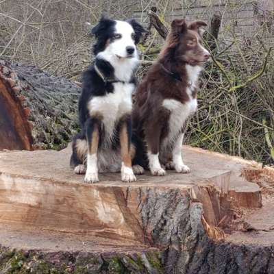 Hundetreffen-Gassipartner und Spielfreude gesucht-Bild