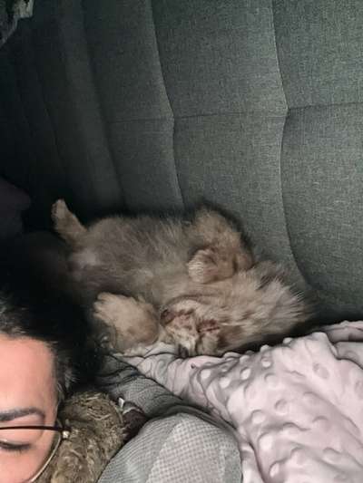 Darf der Hund bei Euch im Bett schlafen?-Beitrag-Bild