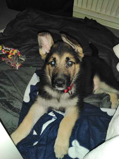 Welpen Bilder !-Beitrag-Bild