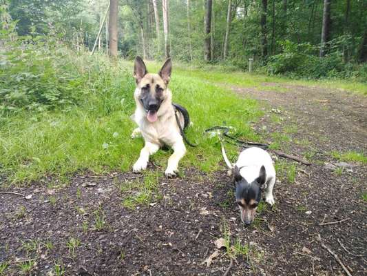 Die Dogorama Kalender Challenge 4/4-Beitrag-Bild