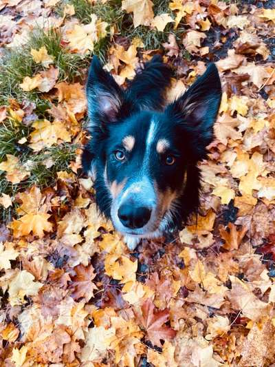 Border Collie-Beitrag-Bild