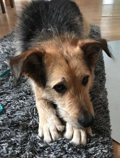 CHALLENGE NR. 19 - Der Hundeblick-Beitrag-Bild