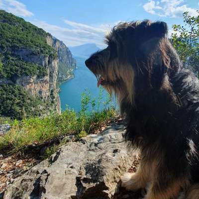 Bergwandern mit Hund-Beitrag-Bild