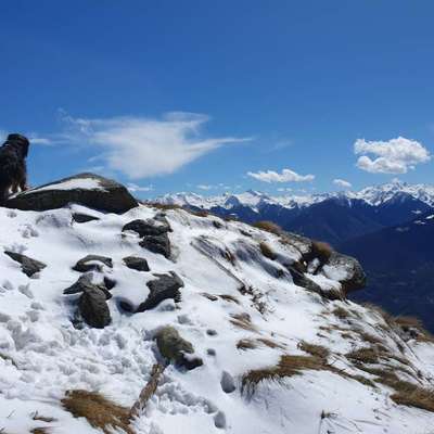 Bergwandern mit Hund-Beitrag-Bild