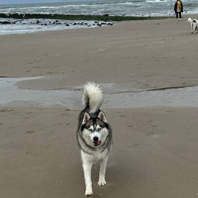 Husky-Beitrag-Bild