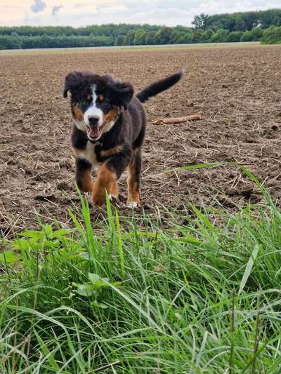 Hundetreffen-Welpentreffen in Dellbrück-Bild