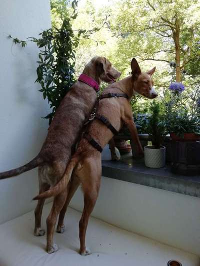 Dein Hund im Dogorama-Kalender 2021-Beitrag-Bild