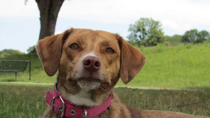 Dein Hund im Dogorama-Kalender 2021-Beitrag-Bild